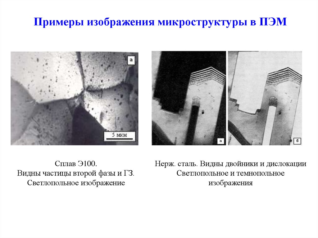 Пэм светлопольное изображение