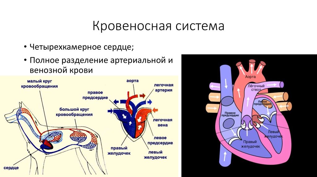 Какая кровь поступает в легкие млекопитающих. Круги кровообращения собаки анатомия. Схема строения сердца и кровеносной системы млекопитающих. Сердце и кровеносная система собаки. Сердце с полным разделением артериальной и венозной крови.