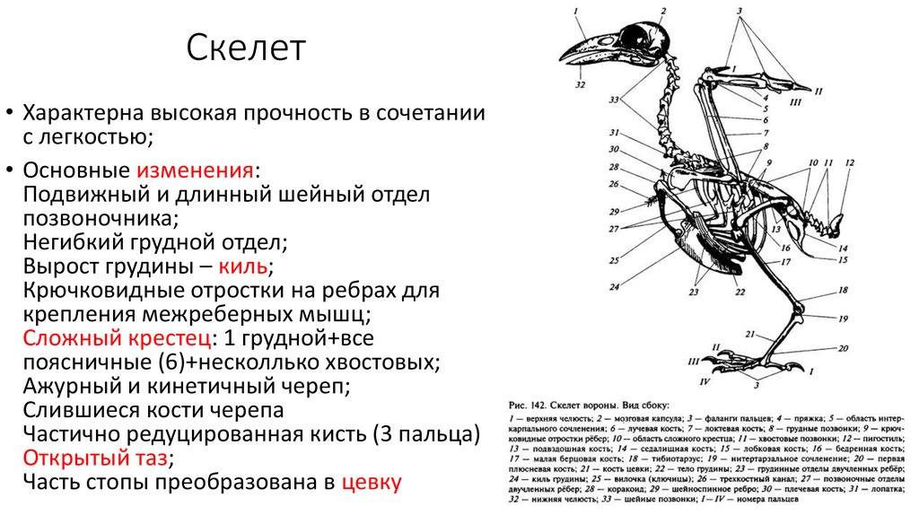 Строение шейного отдела птицы
