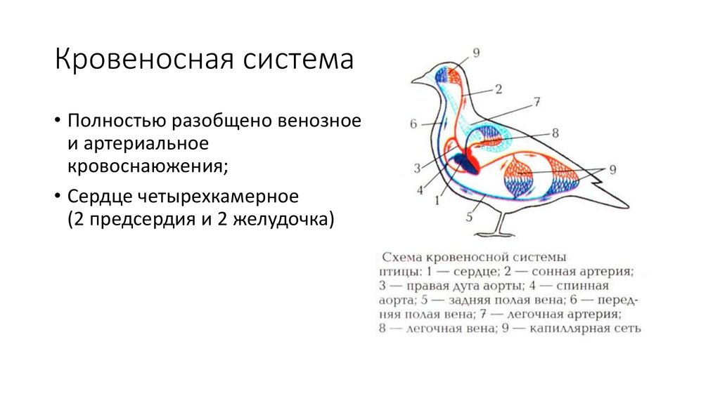Схема кровообращения птиц