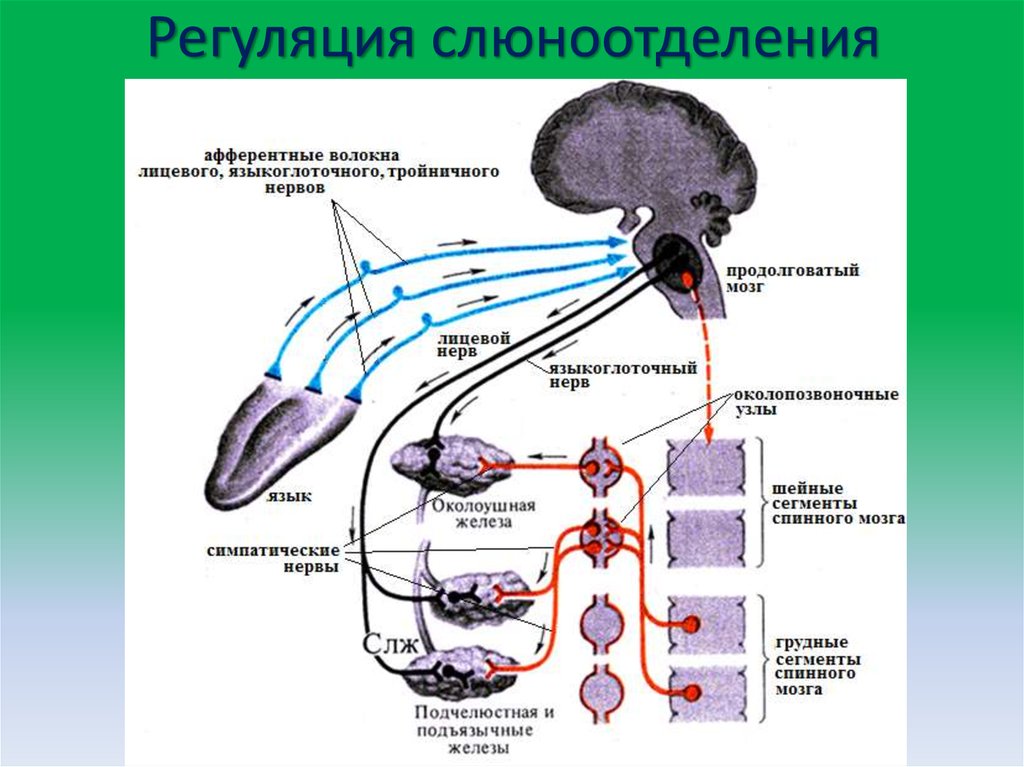Слюноотделение нервная система