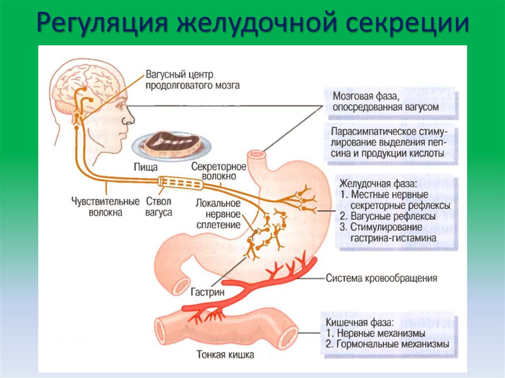 Рефлекторное желудка. Желудочная фаза секреции желудочного сока схема. Желудок фазы секреции желудочного сока. Фазы регуляции секреции желудочного сока. Регуляция секреции желудочного сока схема.
