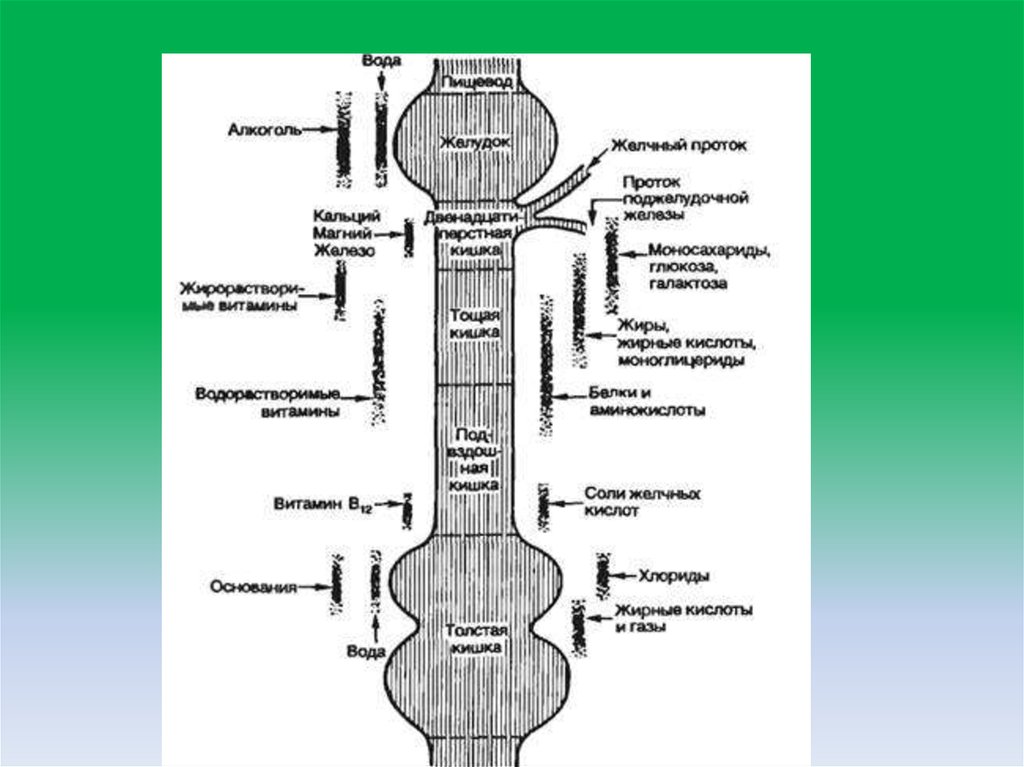 Всасывания веществ. Всасывание пищевых веществ в различных отделах ЖКТ.. Всасывание веществ в пищеварительном тракте схема. Топография всасывания веществ из пищеварительного тракта. Всасывание веществ в отделах ЖКТ.