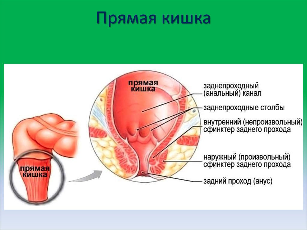 Прямая кишка вид