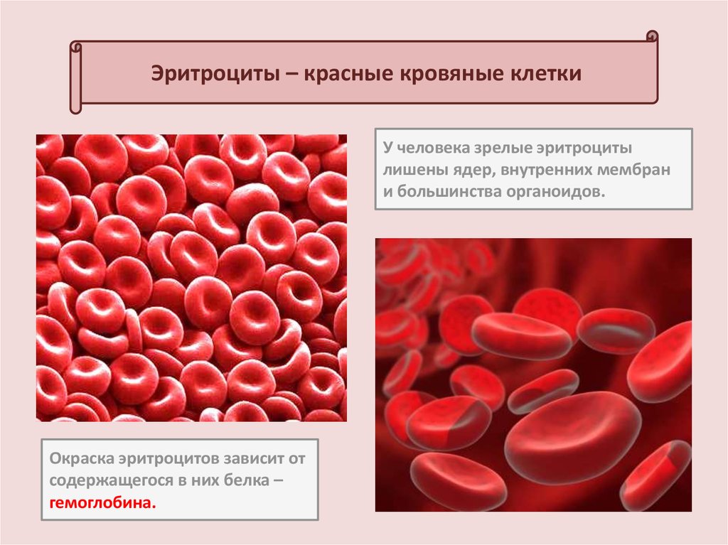 Клетки крови - презентация онлайн