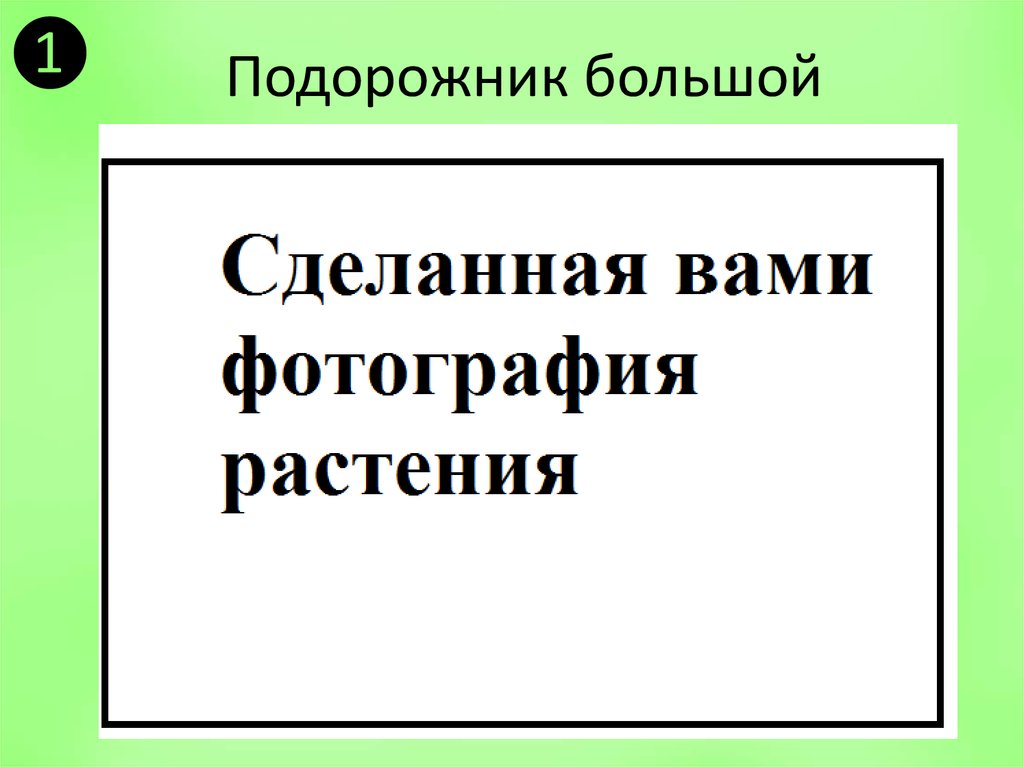 Подорожник большой
