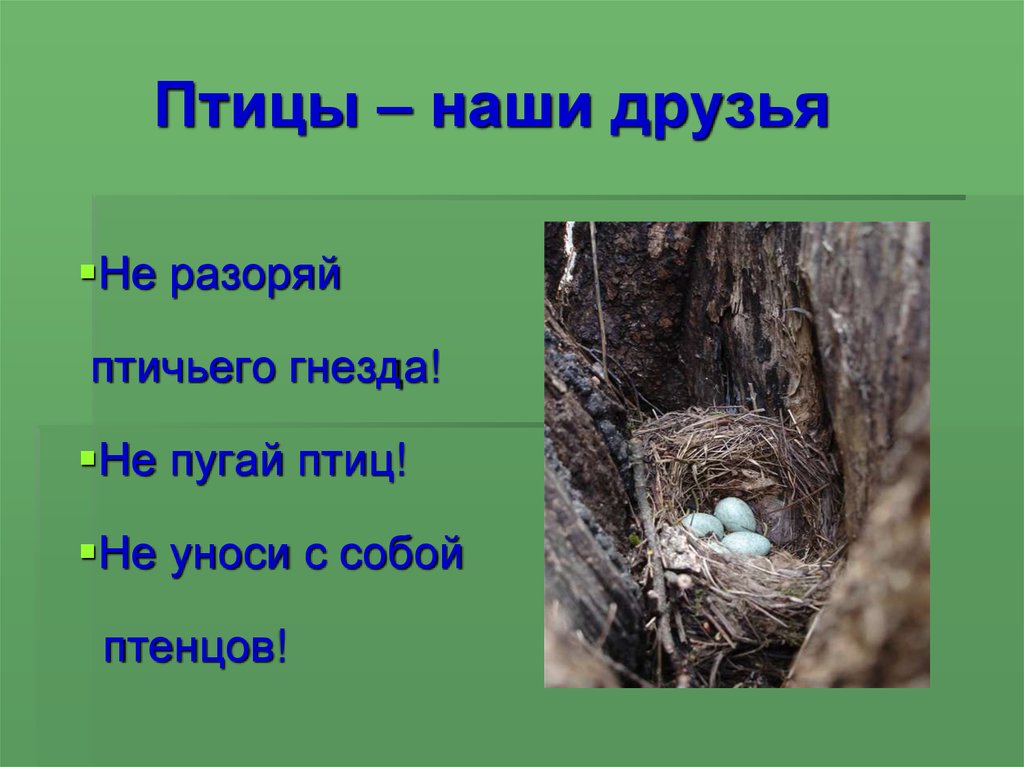 Задай вопрос по тексту гнездо. Птица разоряет гнезда. Птицы наши друзья. Не разоряй гнезда. Не разрушайте гнезда птиц.