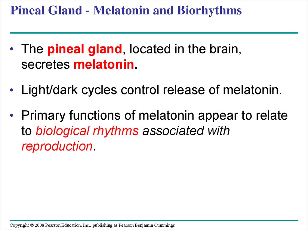 Pineal Gland - Melatonin and Biorhythms
