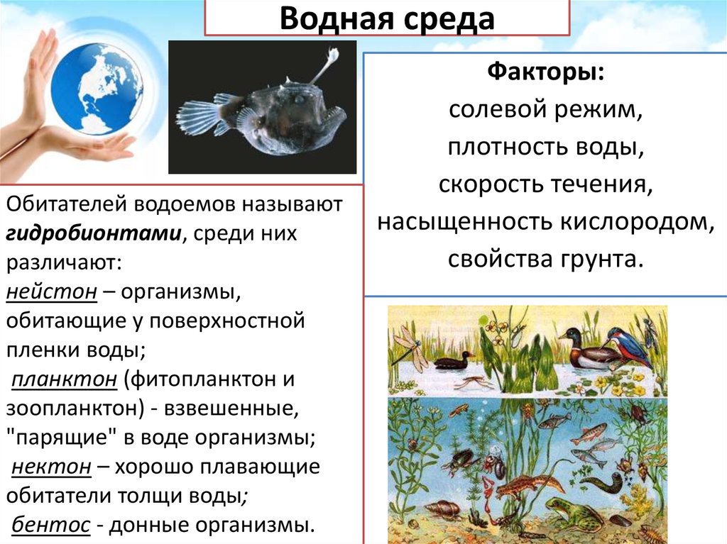 Водная среда обитания организмов 5 класс презентация. Водная среда обитания. Среды обитания живых организмов. Живые организмы водной среды.