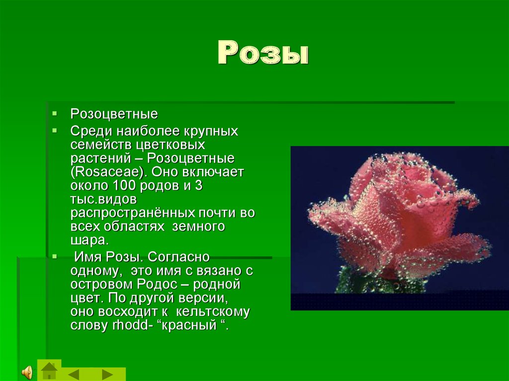 Интересные факты о розе. Розоцветные род. Сообщение о розоцвете. Факты о розоцветных растениях. Инфоурок семейство Розоцветные.