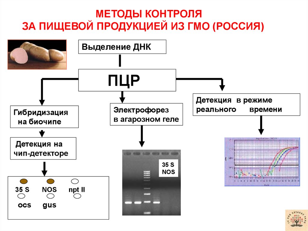 Выделение днк пцр