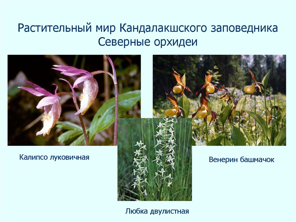 Растительный мир Кандалакшского заповедника Северные орхидеи