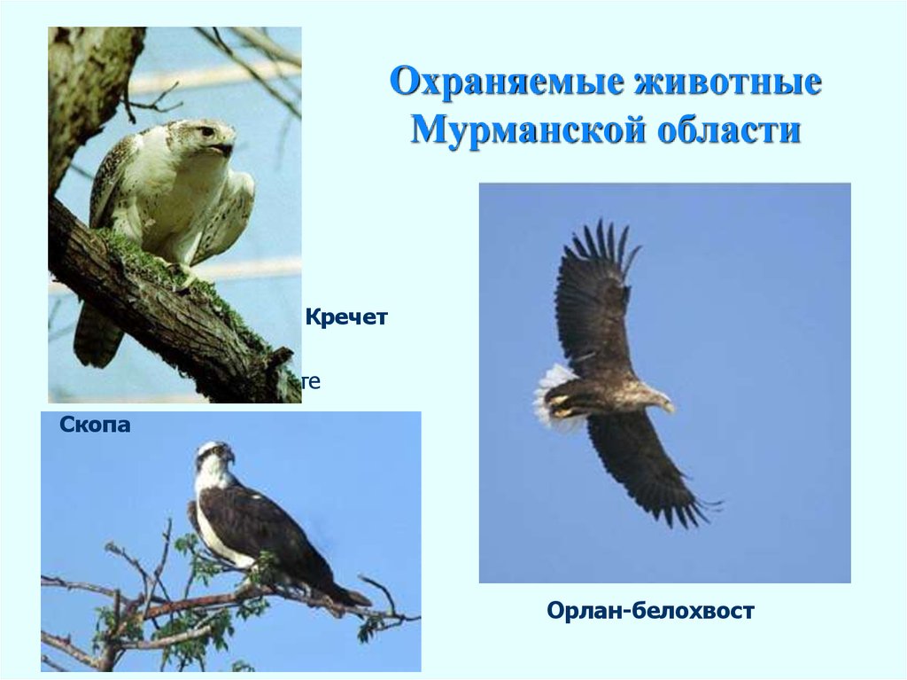 Охраняемые животные Мурманской области