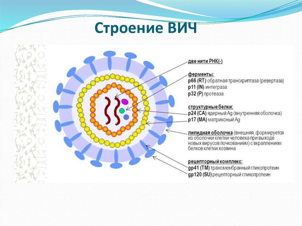 Вич биология. Строение вириона ВИЧ инфекции. ВИЧ инфекция структура вириона. Строение вириона ВИЧ 1. Строение вируса ВИЧ.