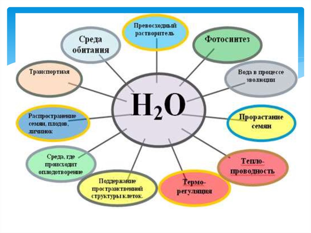 Дополните схему функции воды в организме человека