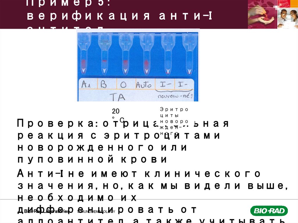 Пример 5 : верификация анти-I антител