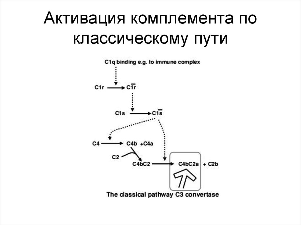 Схема активация комплемента