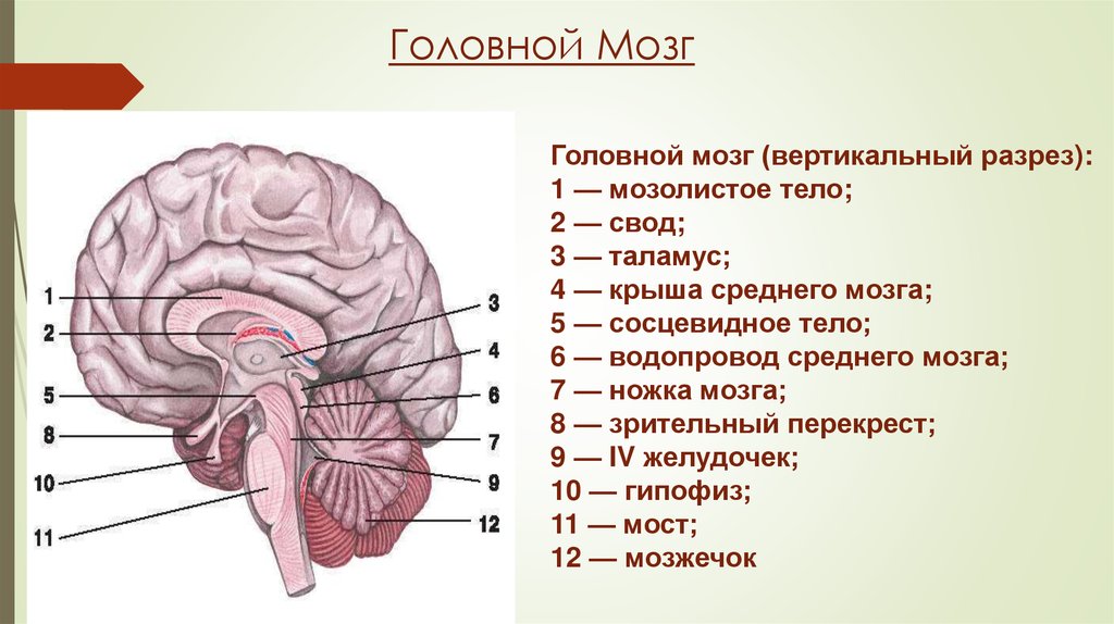 Сагиттальный разрез головного мозга рисунок с подписями