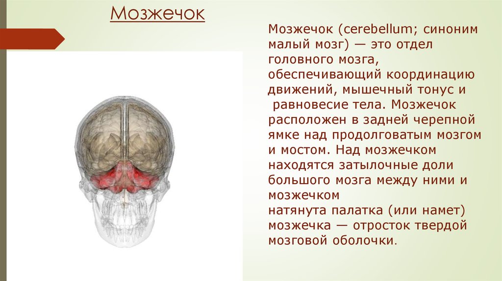 За что отвечает мозжечок в головном мозге