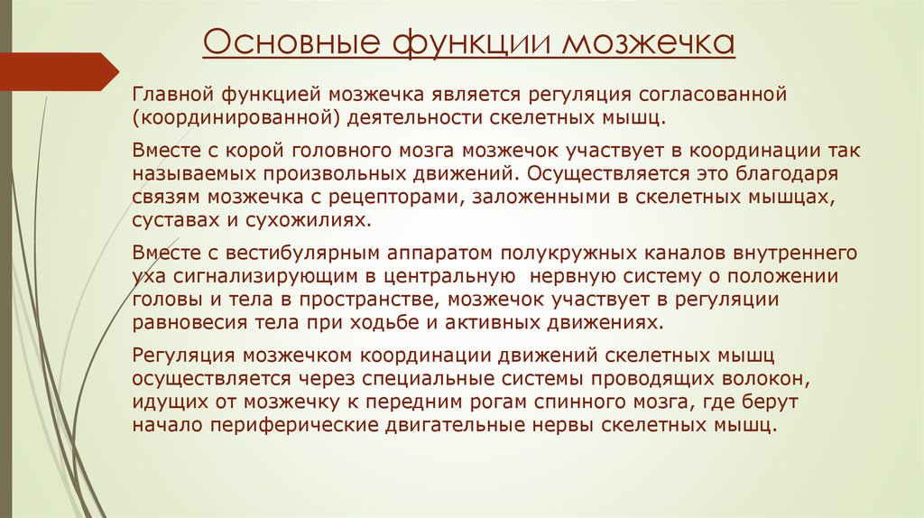 Осуществим это. Функции мозжечка. Основные функции мозжечк. Основные функции мозжечка. Главная функция мозжечка.