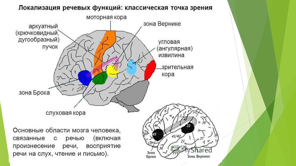 Основные центры мозга. Речевые зоны мозга Брока и Вернике. Речевые центры. Зона Брока. Зона Вернике. Локализация речевых функций в коре головного мозга. Двигательно речевой центр Брока.