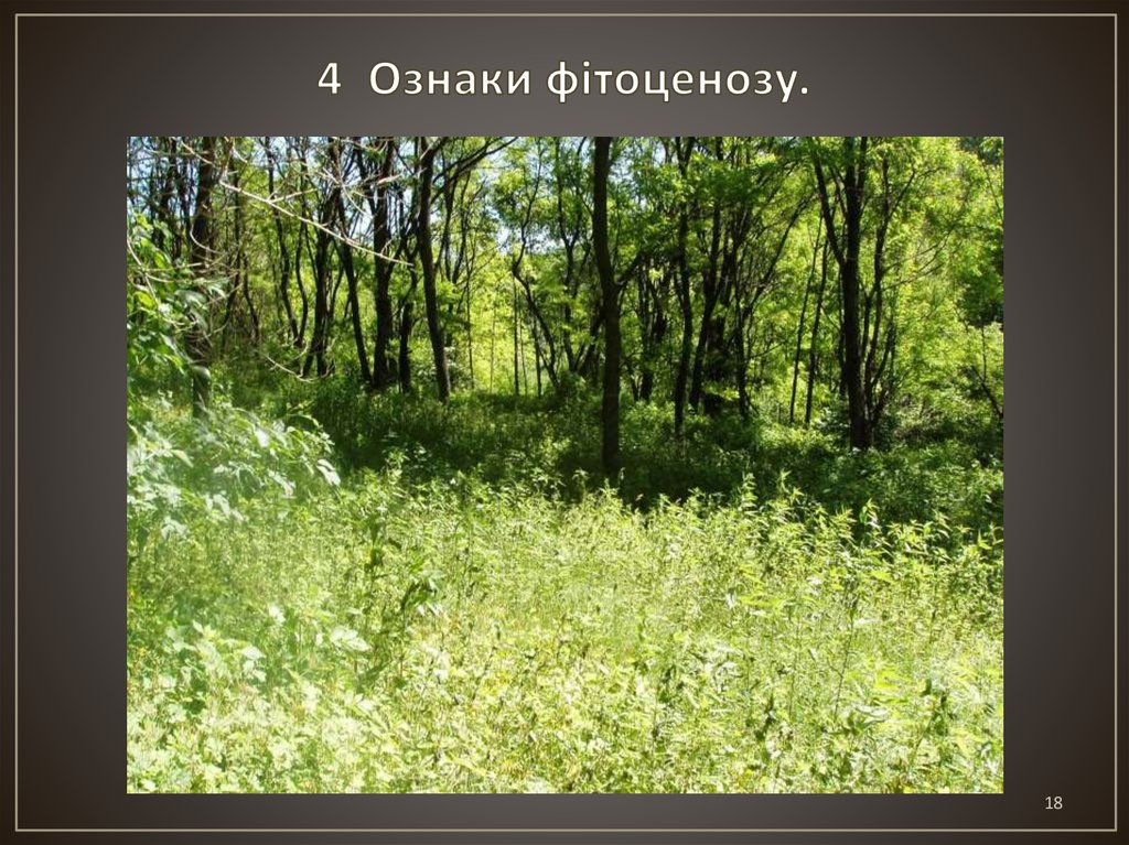 4 Ознаки фітоценозу.