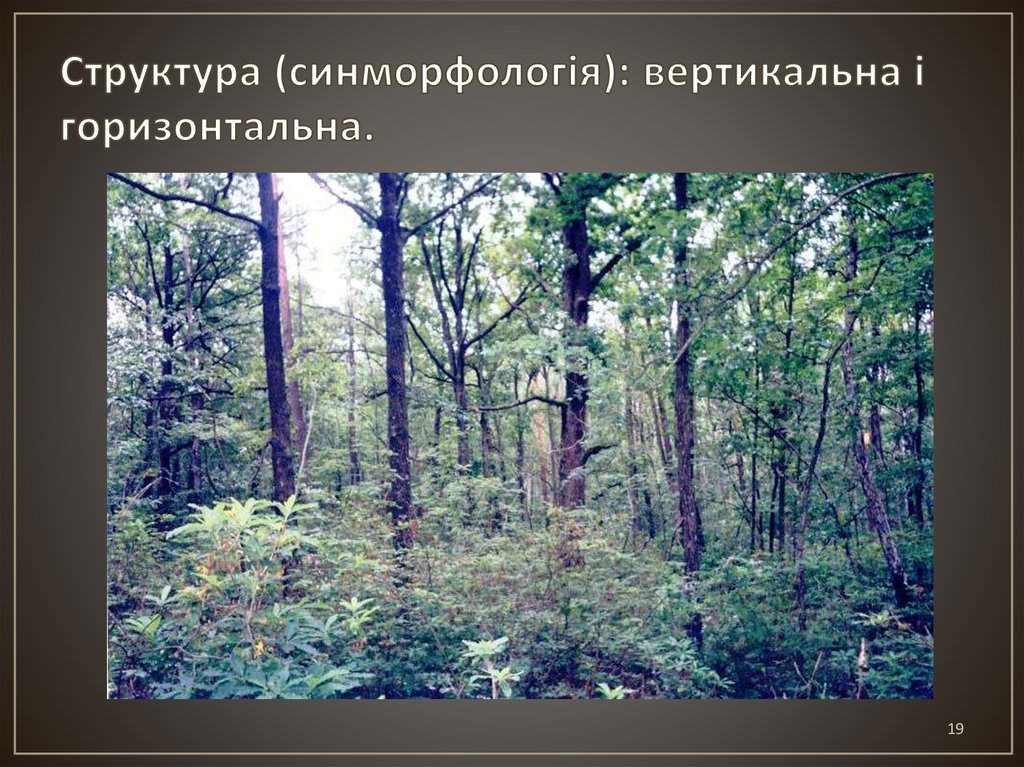 Структура (синморфологія): вертикальна і горизонтальна.