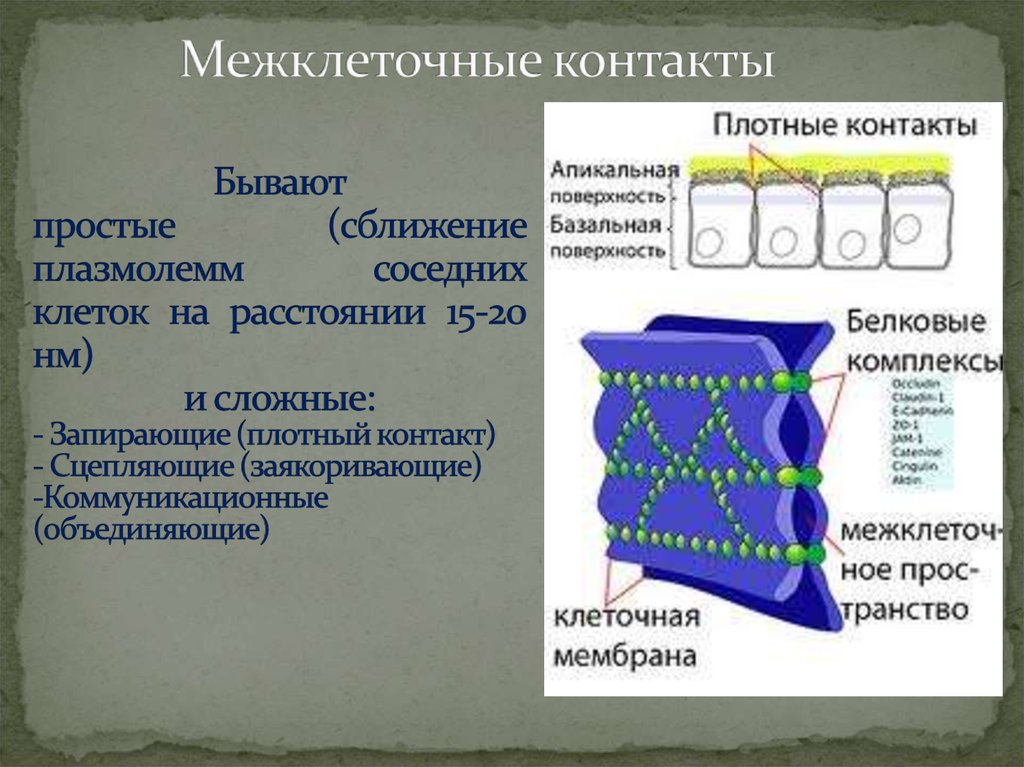 Схема межклеточной кооперации