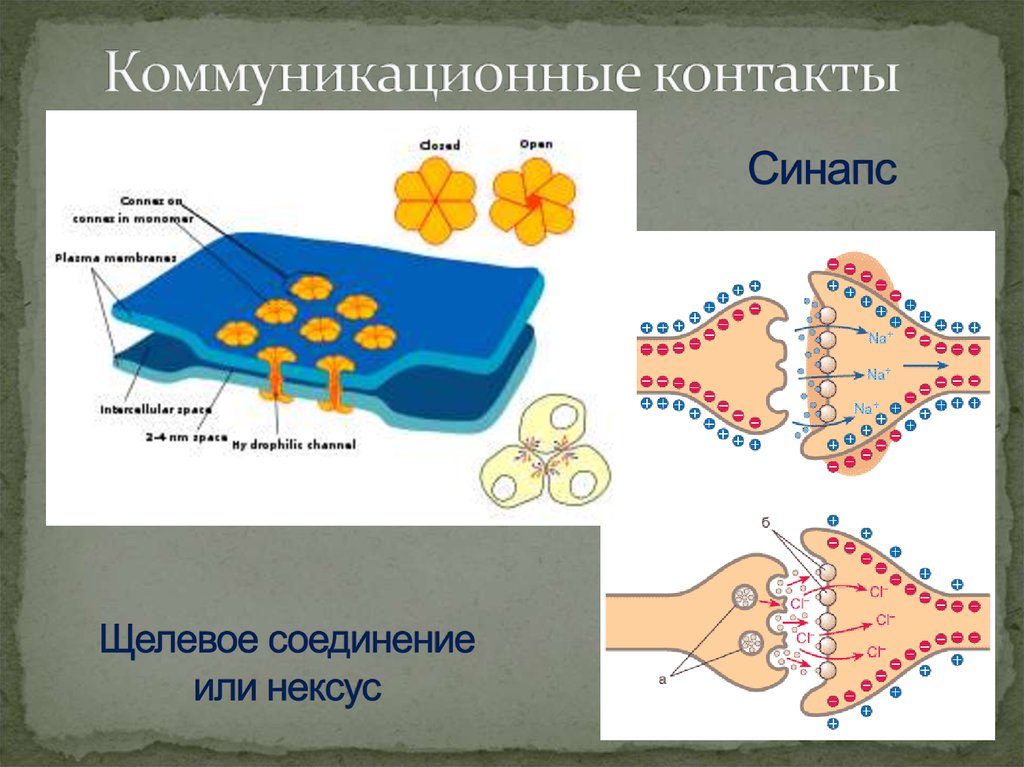 Соединение клеток