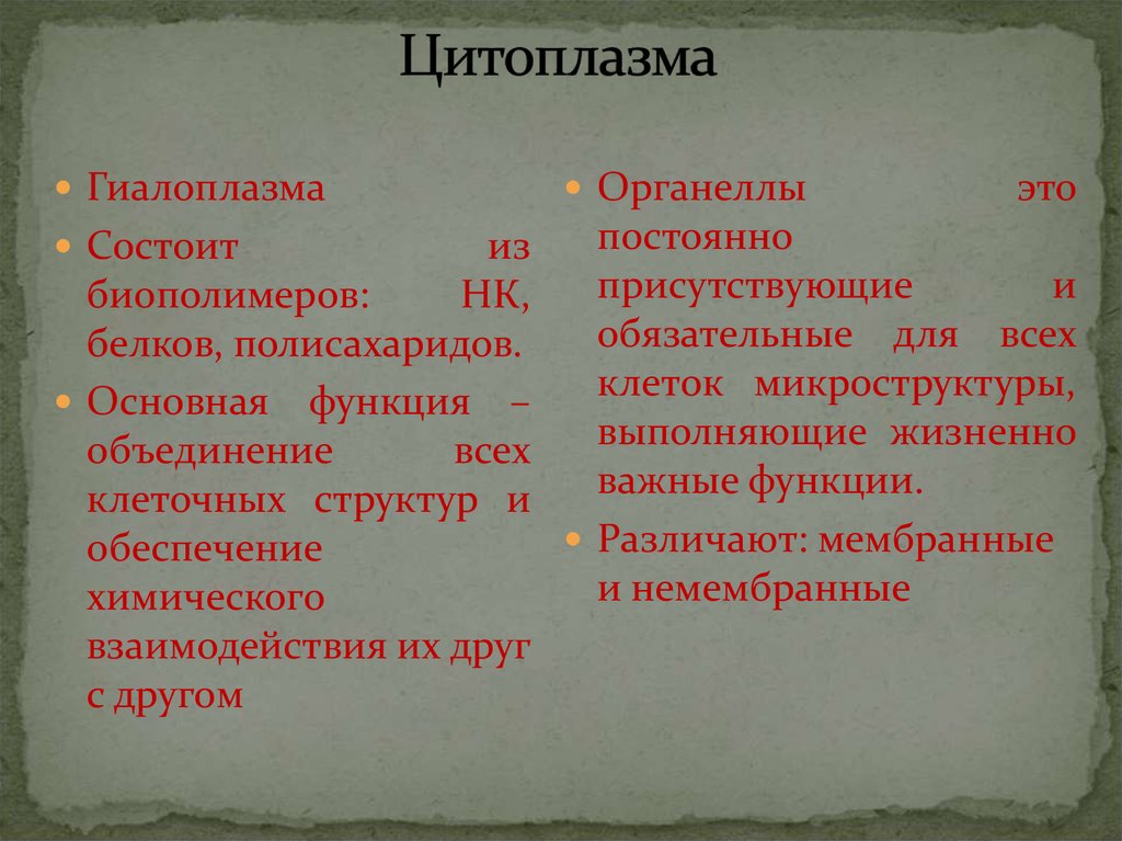 Цитоплазма