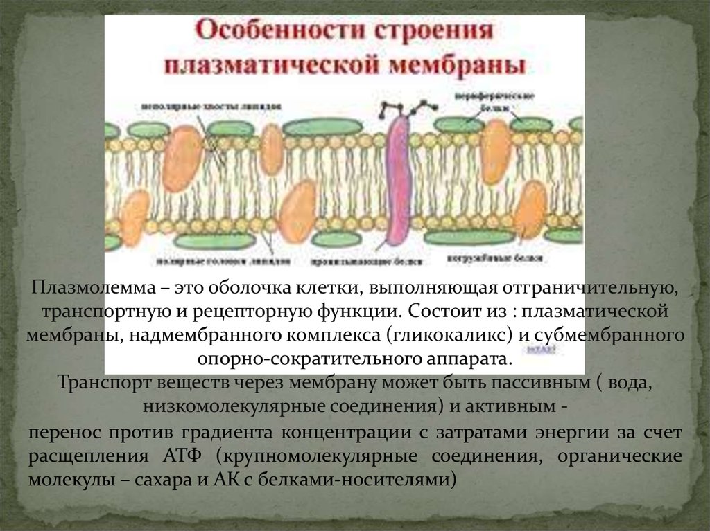 Плазмолемма характеристика. Мембранный слой плазмолеммы. Плазматическая мембрана гликокаликс функции. Клеточная мембрана плазмолемма. Плазматическая мембрана (плазмолемма, цитолемма).