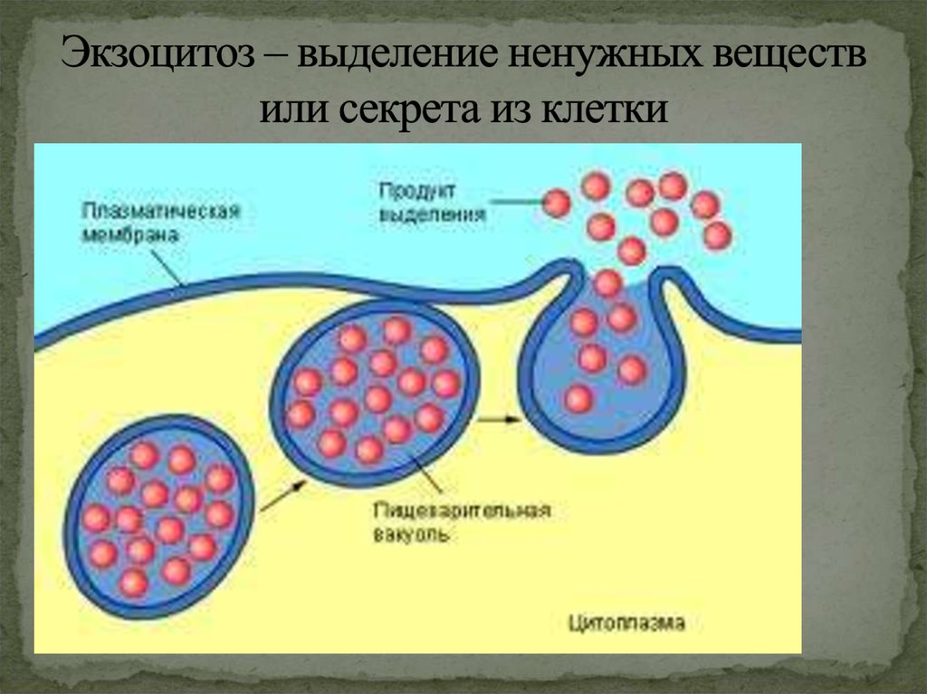 Экзоцитоз – выделение ненужных веществ или секрета из клетки