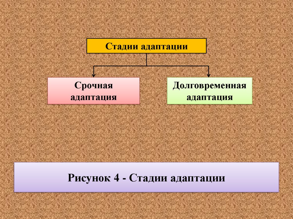 Стадии адаптации. Стадии срочной адаптации. Фазы срочной адаптации. 4 Стадии адаптации. Срочную и долговременную адаптации таблица.