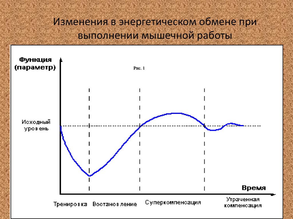 Изменение в обмене. Адаптация мышц к физическим нагрузкам. Фазы адаптации организма к физическим нагрузкам. Энергетический обмен при физических нагрузках. График адаптации к физическим нагрузкам.