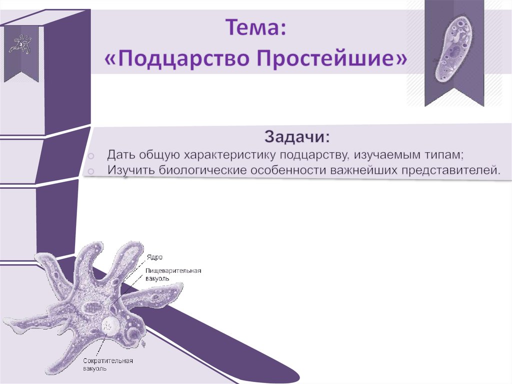 Подцарство простейшие презентация