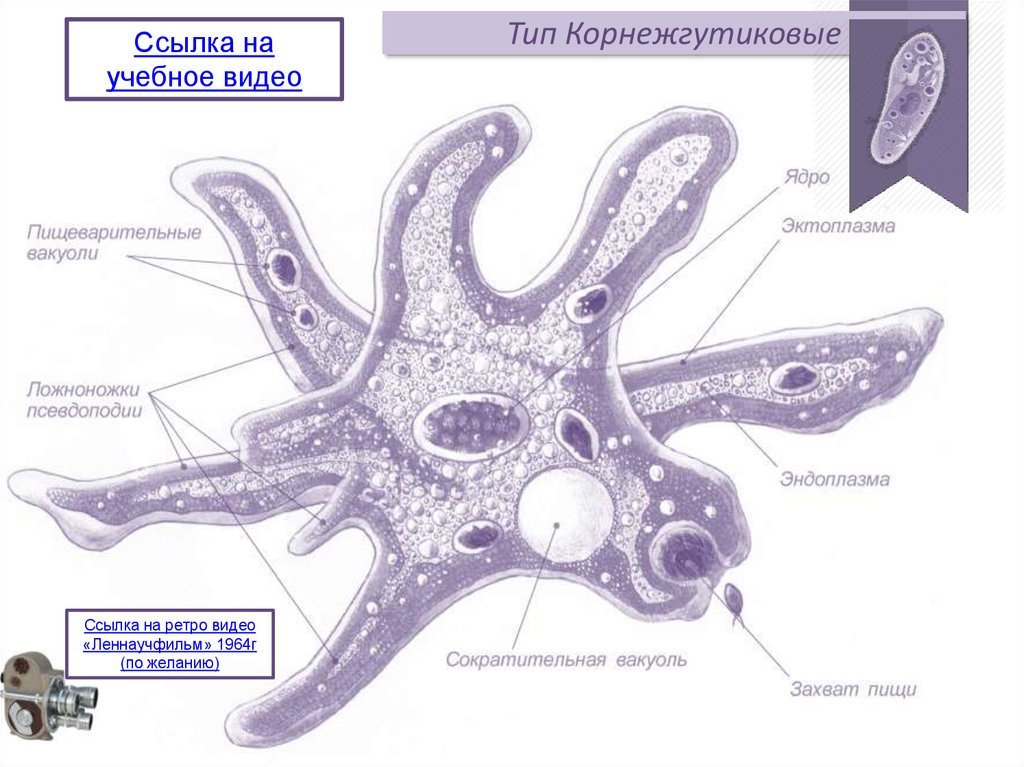 Что обозначено на рисунке цифрой 3 ложноножка цитоплазма пищеварительная вакуоль