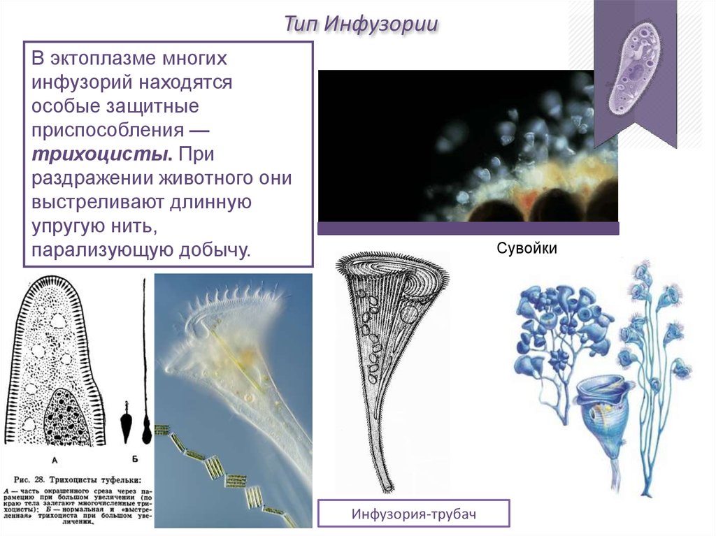 Презентация разнообразие инфузорий