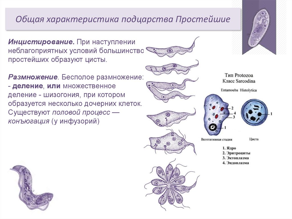 Дайте характеристику простейших. Бесполое деление шизогонией. Трипаносом бесполое размножение. Шизогония трипаносомы. Множественное деление шизогония.