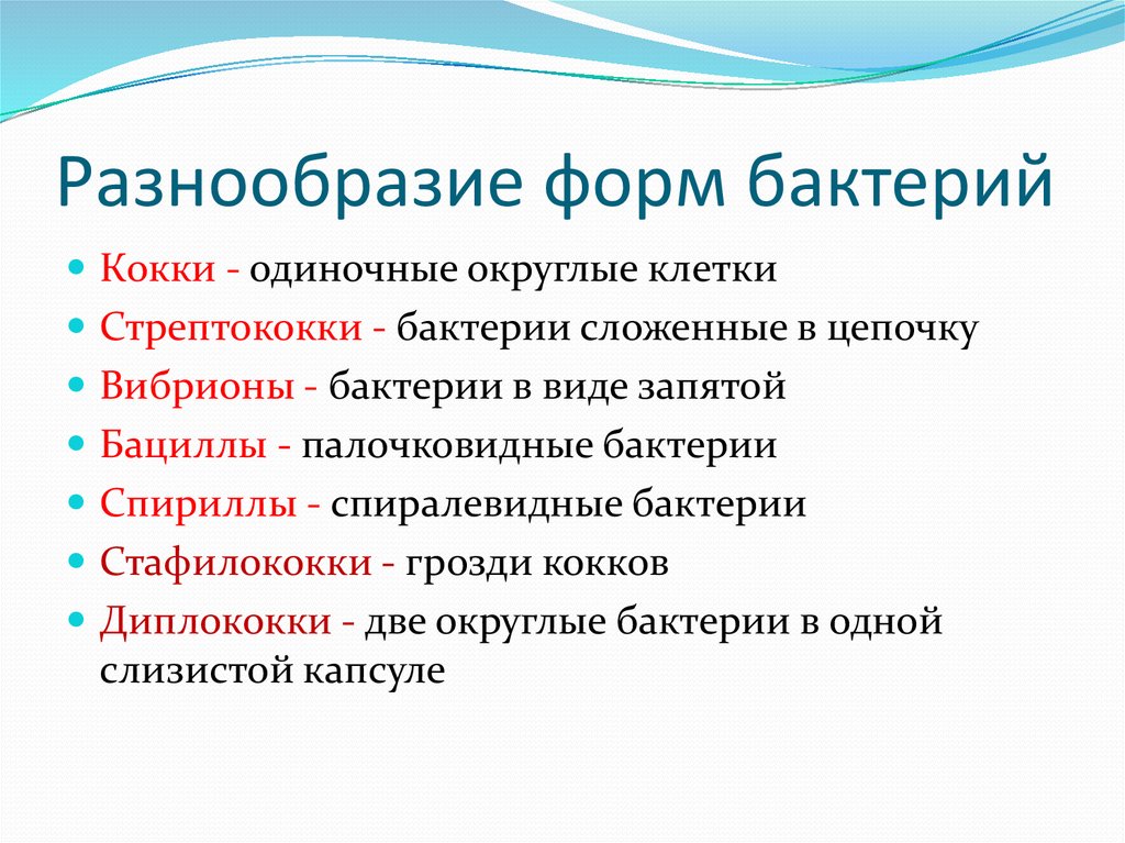 Разнообразие форм. Многообразие бактерий. Разнообразие форм бактерий. Разнообразие микроорганизмов. Многообразие бактерий 5 класс.