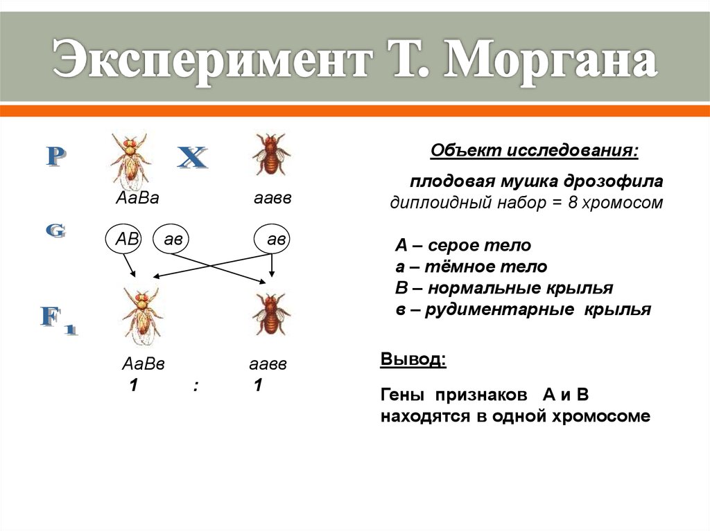 Мушка дрозофила ген