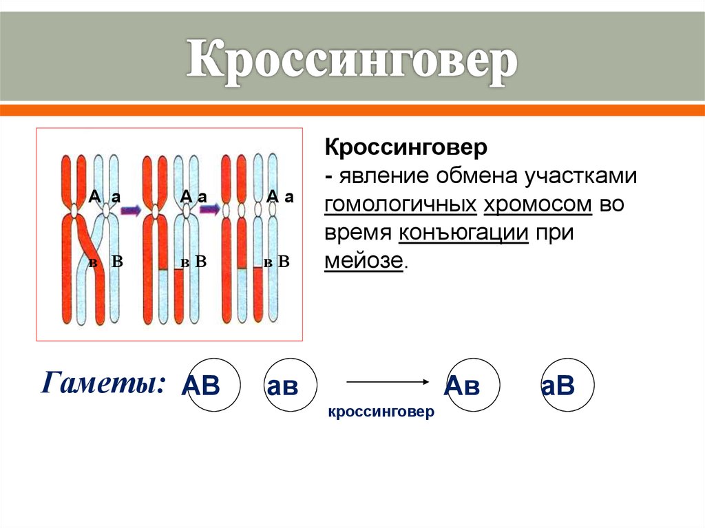 Гены сцепленные с у хромосомой. Схема расположения сцепленных генов в хромосоме в гаметах. Сцепленное наследование с кроссинговером. Кроссинговер при сцепленном наследовании. Схемы процессов конъюгации и кроссинговера.