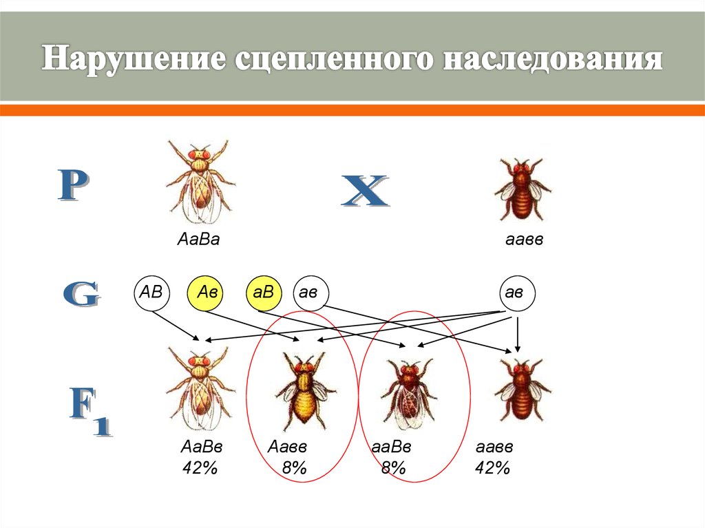 Сцепленное наследование генов презентация