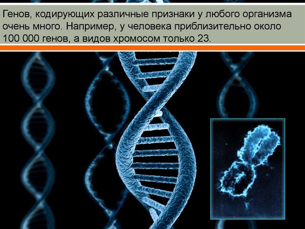 Признаки генов и хромосом. Наследование генов у человека. Гены кодирующие разные признаки. Презентация генов. Геном любого организма.