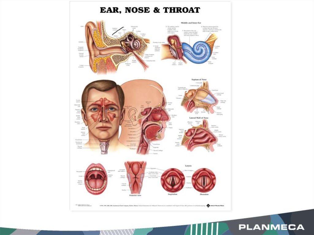 Как называют врача ухо горло. Анатомия уха горла носа. Строение уха горла носа. Оториноларингология плакат.