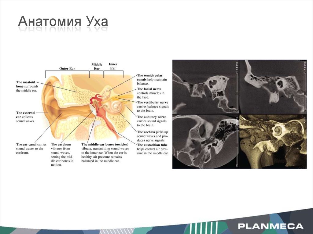 Ухо горло нос схема