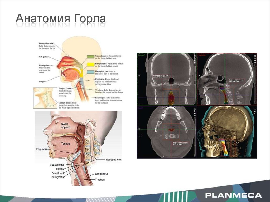 Ухо горло нос схема