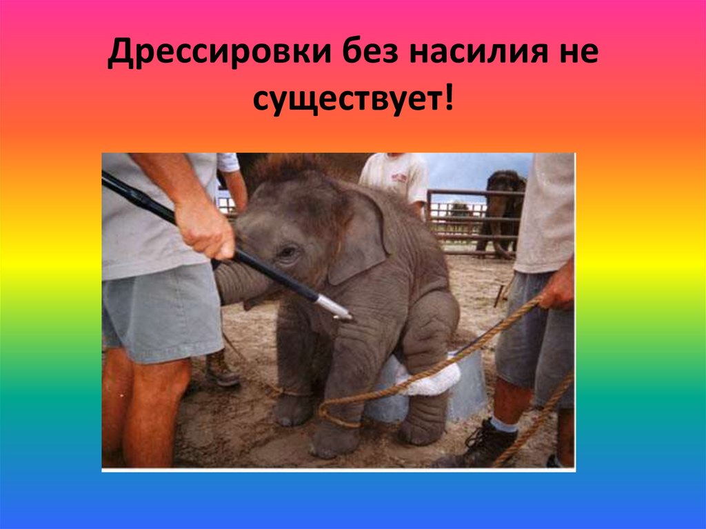 Дрессировки без насилия не существует!