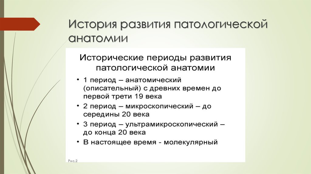 История развития патологической анатомии презентация