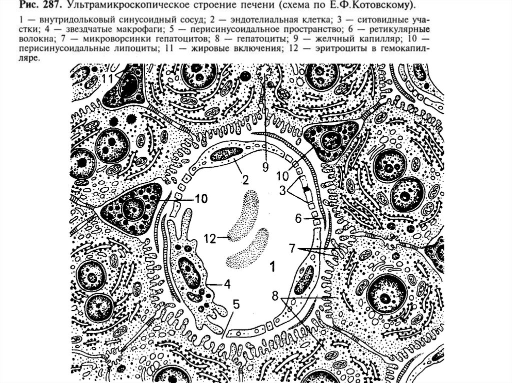 Схема строения плазмоцита