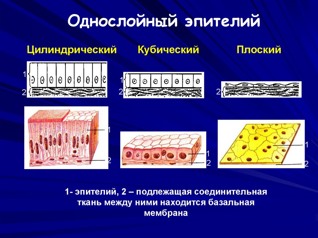 Кубический однослойный эпителий рисунок